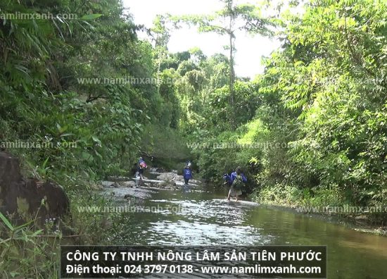 Những chú ý trong cách nấu nấm lim xanh