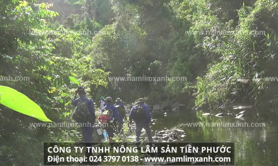 Những hậu quả khó lường khi sử dụng nấm lim xanh giả