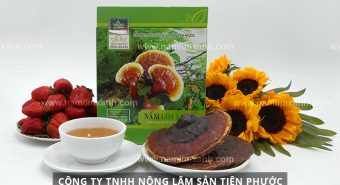 Những lưu ý không thể bỏ qua khi sử dụng nấm lim xanh đúng cách