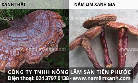 Phân biệt nấm lim xanh thật và giả bằng phương pháp nào dễ nhất?