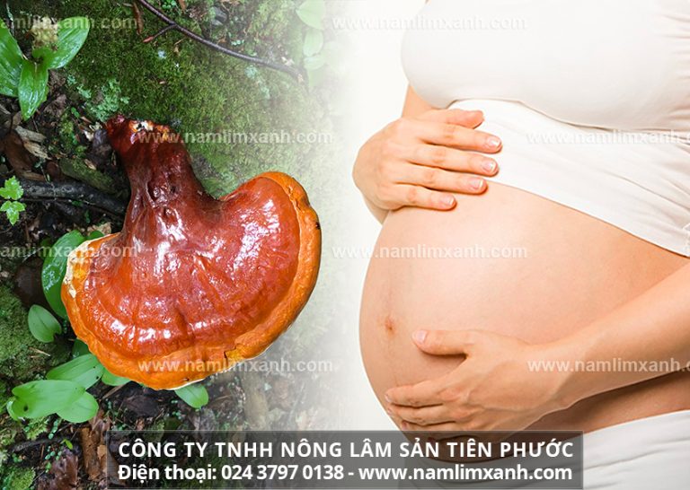 Phụ nữ có thai hoặc cho con bú uống nấm lim xanh được không