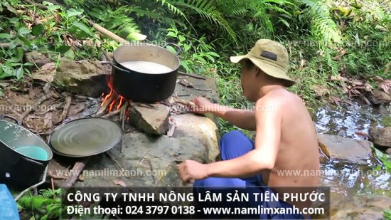 Phương pháp làm trà nấm lim xanh rừng trị máu nhiễm mỡ