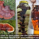 Rượu nấm lim xanh tăng cường sức khỏe cách uống rượu nấm lim