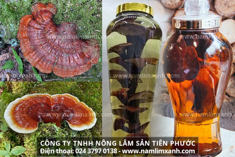 Rượu nấm lim xanh tăng cường sức khỏe cách uống rượu nấm lim