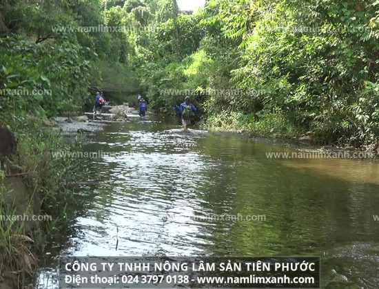 Sau khi thu hái nấm lim xanh cần được sơ chế để loại bỏ độc tố mà vẫn giữ nguyên được dược chất quý hiếm