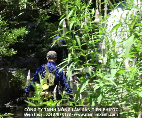 Sử dụng nấm lim xanh cho đối tượng nào