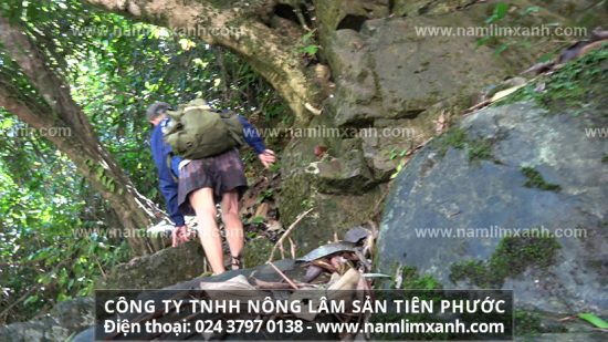 Sử dụng nấm lim xanh đều đặn hàng ngày giúp phòng ngừa và ngăn chặn gánh nặng ung thư cổ tử cung