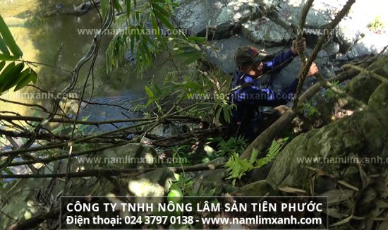 Sử dụng thảo dược nấm lim xanh thường xuyên sẽ có một thể trạng khỏe mạnh, tinh thần minh mẫn.