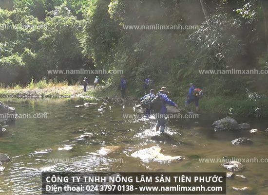 Tác dụng của nấm giúp chống ung thư gan