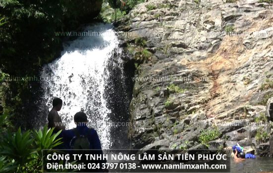 Tác dụng của nấm lim xanh Quảng Nam trong phòng ngừa điều trị ung thư xương