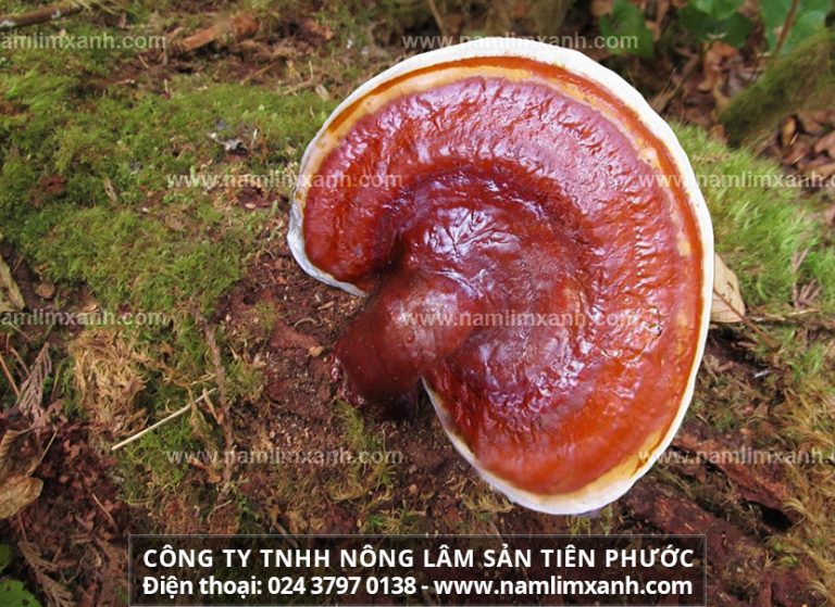 Tác dụng của nấm lim xanh Tiên Phước với bệnh nhồi máu cơ tim