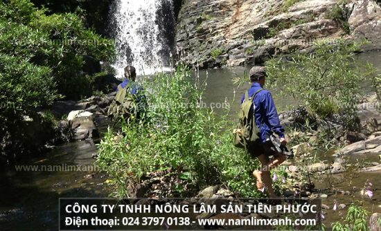 Tác dụng của nấm lim xanh đối với cơ thể