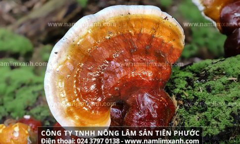 Tác dụng của nấm lim xanh hỗ trợ điều trị bệnh gout và cách dùng