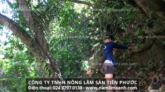 Tác dụng của nấm lim xanh tự nhiên