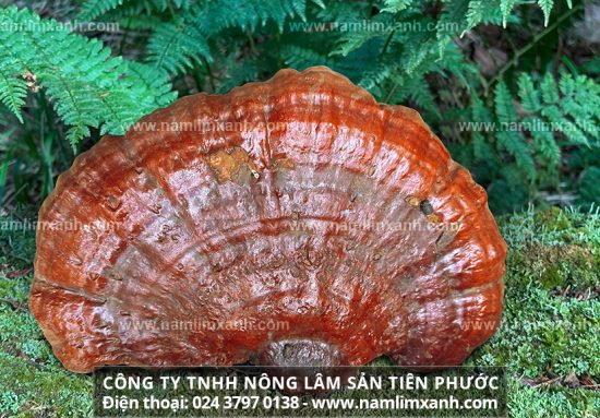 Tác dụng của nấm lim xanh tự nhiên trong hỗ trợ điều trị ung thư