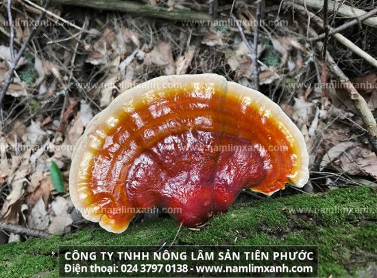 Tác dụng của nấm lim xanh với phụ nữ và công dụng nấm lim rừng