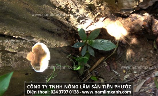 Tác dụng nấm lim xanh chữa bệnh hiểm nghèo như thế nào