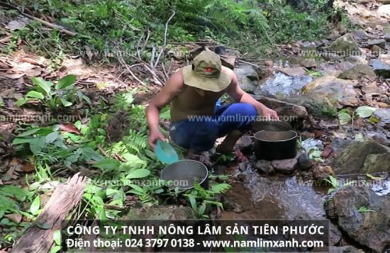 Tác dụng trị bệnh của nấm lim xanh rừng