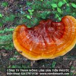 Thảo mộc nấm lim xanh thiên nhiên hỗ trợ điều trị bệnh ung thư