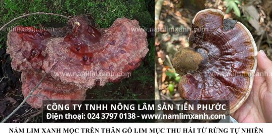 Thị trường mua bán nấm lim xanh đang hỗn loạn vì hàng giả tràn lan