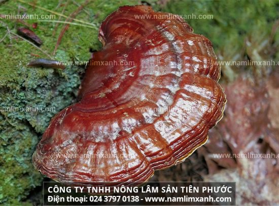 Thoát khỏi ung thư gan nhờ bài thuốc nam nấm lim xanh Quảng Nam