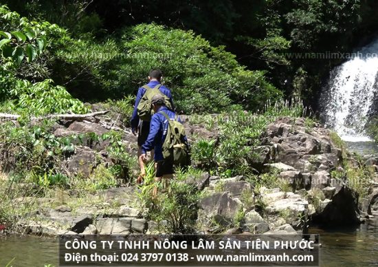 Ung thư niệu đạo hoàn toàn có thể điều trị bệnh được bằng việc sử dụng nấm lim xanh