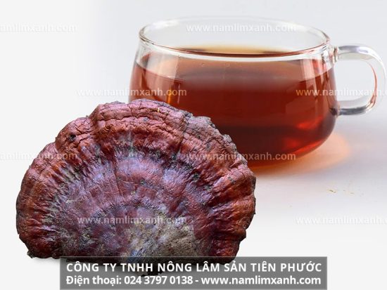 Uống nấm lim xanh chữa trị bệnh nan y như thế nào và tác dụng cây nấm lim