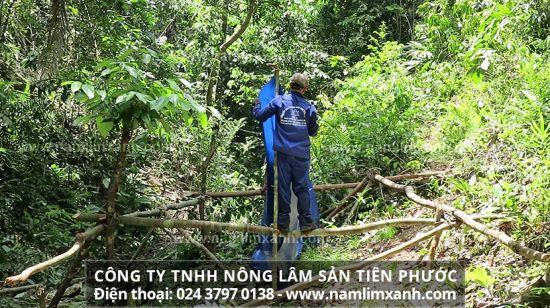 Uống nấm lim xanh có tác dụng gì trong điều trị ung thư xoang mũi