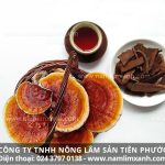 Uống nấm lim xanh có tác dụng gì và nấm lim xanh chữa bệnh gì tốt?