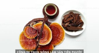 Uống nấm lim xanh có tác dụng gì và nấm lim xanh chữa bệnh gì tốt?