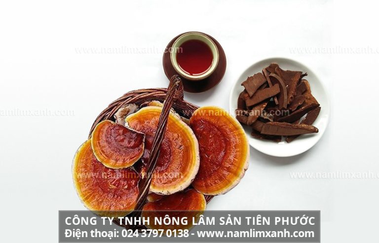 Uống nấm lim xanh có tác dụng gì và nấm lim xanh chữa bệnh gì tốt