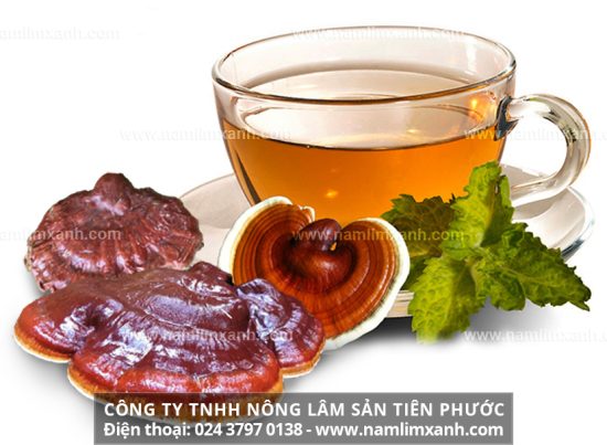 Uống nấm lim xanh có tác dụng hỗ trợ điều trị bệnh ung thư