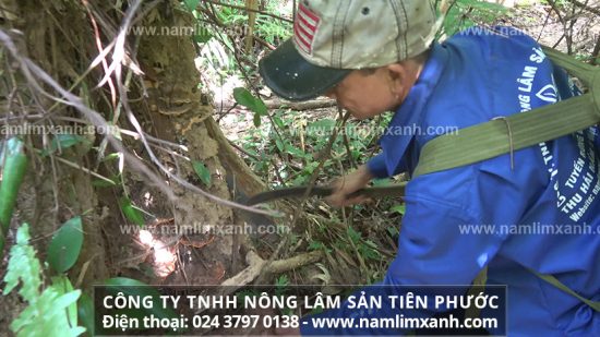 Uống nấm lim xanh đúng liều lượng được 6 tháng đã có tiến triển tốt