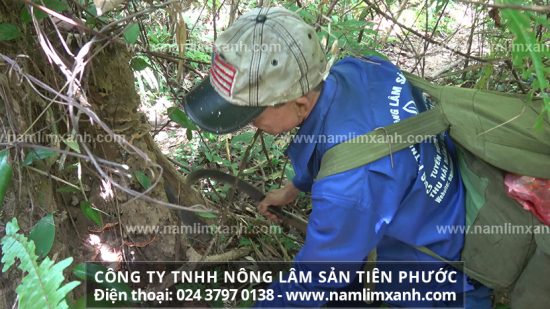 Uống nấm lim xanh hỗ trợ điều trị bệnh ung thư.