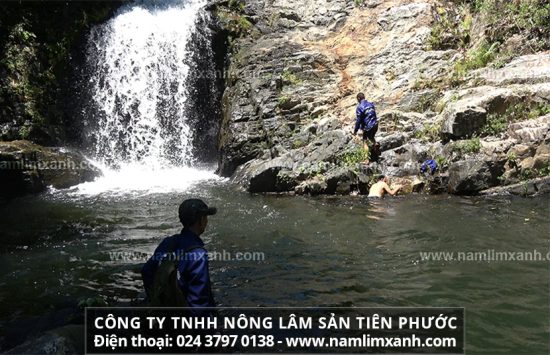 Uống nấm lim xanh mang lại hiệu quả tốt nhất, bạn nên lưu ý là tránh các chất kích thích như thuốc lá, rượu bia, giảm đường, tránh các thực phẩm chế biến sẵn,...