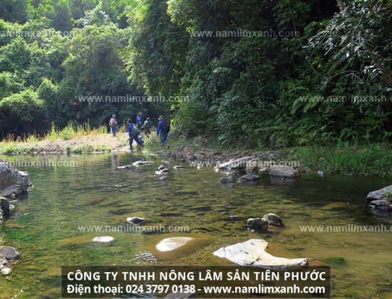 Vì sao nấm lim có nhiều công dụng đối với sức khỏe