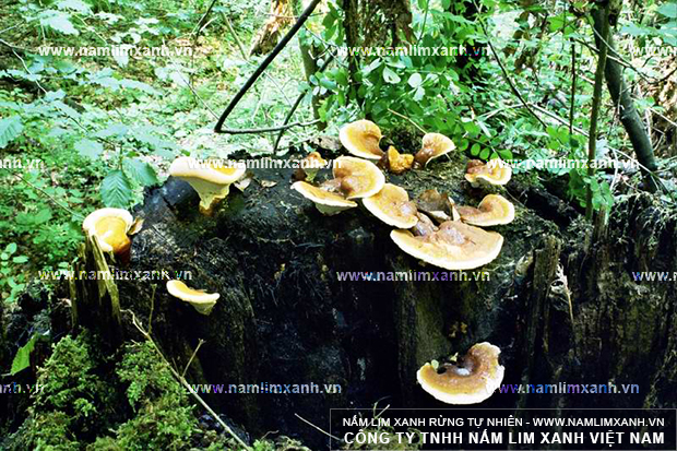 Hình ảnh cây nấm lim xanh tự nhiên mọc trong rừng nguyên sinh