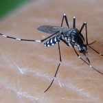 Loại bỏ muỗi truyền bệnh sốt xuất huyết ngay trong nhà
