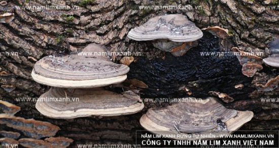 Hình ảnh về nấm lim xanh Quảng Nam