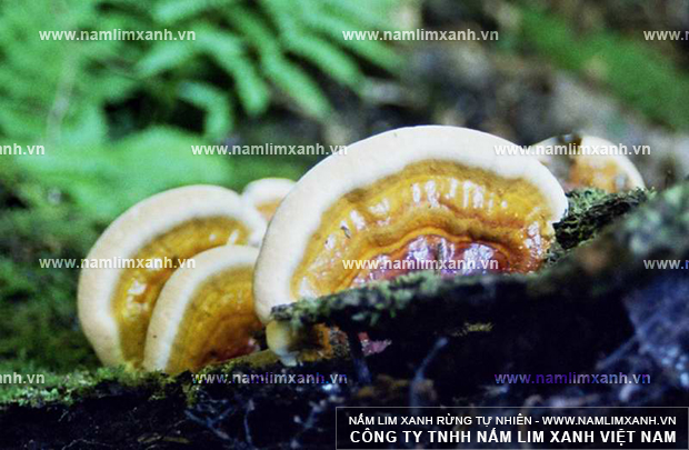 Nấm lim xanh thường được tìm thấy ở vùng suối bùn Tiên Phước thuộc tỉnh Quảng Nam