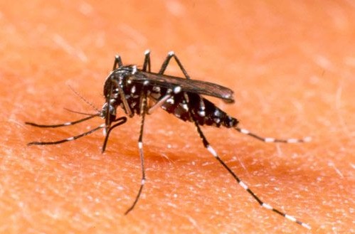 Sốt xuất huyết do muỗi Aedes aegypti lây truyền virus Dengue gây ra.