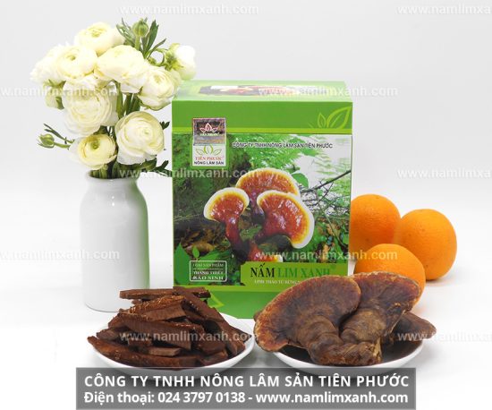 Các hoạt chất của nấm lim xanh chữa bệnh ung thư