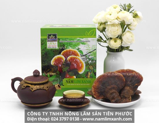 Các nhà khoa học Nhật Bản nghiên cứu công dụng của nấm lim xanh Tiên Phước