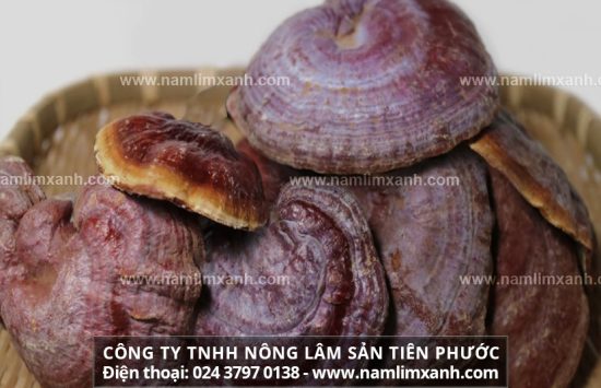 Cách bảo quản nấm lim xanh tránh mốc, mọt tốt nhất.