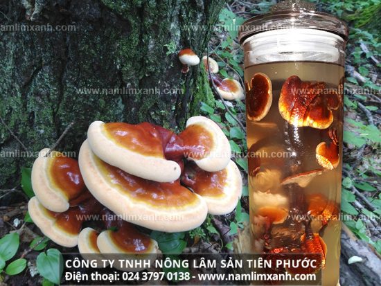 Cách dùng nấm lim ngâm rượu các bước ngâm rượu nấm lim xanh rừng