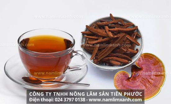 Cách dùng nấm lim trị bệnh hiệu quả và tác dụng rượu nấm lim xanh