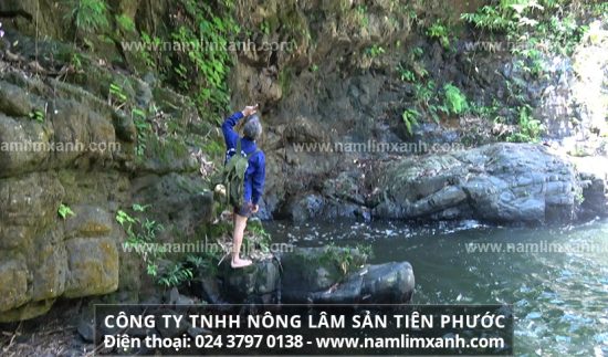 Cách dùng nấm lim xanh chữa bệnh hiệu quả, an toàn