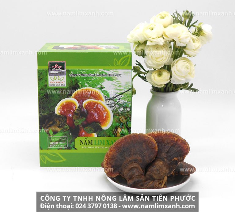 Cách dùng nấm lim xanh hiệu quả giá nấm lim rừng bao nhiêu 1kg