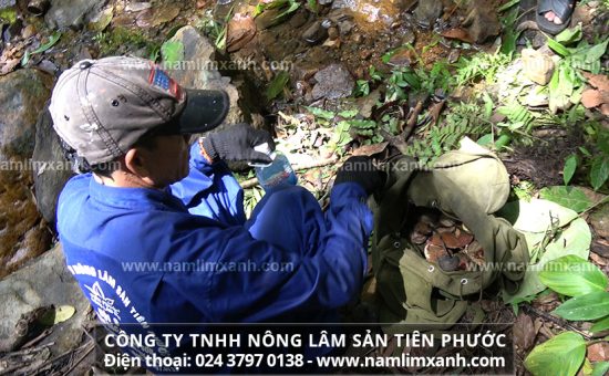 Cách dùng nấm lim xanh làm đẹp da