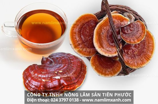 Cách dùng nấm lim xanh phát huy công dụng tối đa của các dược chất